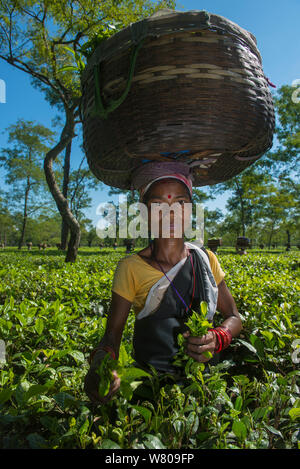 Woman with basket on her head picking tea (Camellia sinensis), Assam, North East India, October 2014. Stock Photo