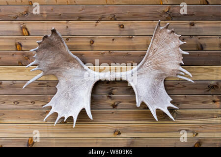 Moose / elk (Alces alces) antlers hanging on wall of wooden cabin Stock Photo