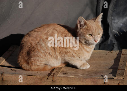 The a young ginger tabby kitten looks wistfully into the distance Stock Photo