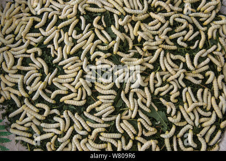 Silk worms (Bombyx mori) raised for silk, Khasi Tribe. Meghalaya, North East India, October 2014. Stock Photo