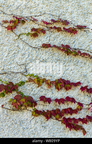 Ivy tendrils clinging to pebbledashed wall Stock Photo