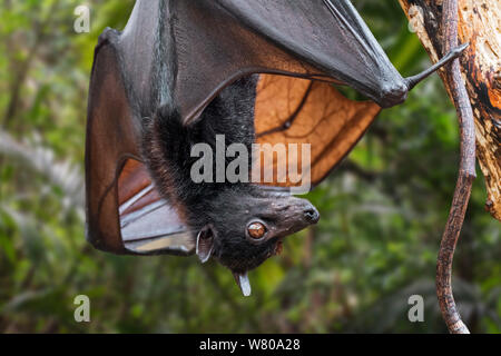 Lyle's flying fox (Pteropus lylei) native to Cambodia, Thailand and Vietnam hanging upside down and showing wing veins Stock Photo