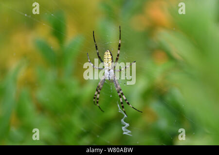 cross wasp spider waits on its web for its prey Stock Photo - Alamy