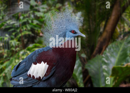 Sclater's crowned pigeon (Goura sclaterii) terrestrial pigeon native to the southern lowland forests of New Guinea Stock Photo