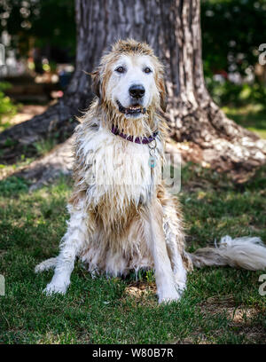 Wet dog after his doggy bath, Manitoba, Canada. Stock Photo