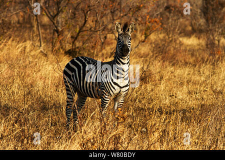 The Common Zebra sub-species found throughout the Southern Cirucit of Tanzania is the Crawshay's Zebra. They are quite distinctive with clean patterns. Stock Photo