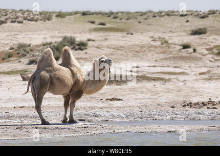 Camels in the Mongolian wilderness. Stock Photo