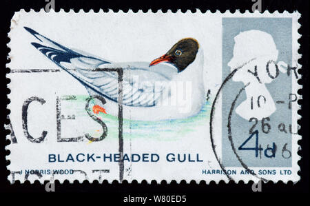 Great Britain Postage Stamp - Black-headed Gull Stock Photo