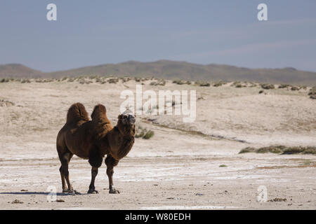 Camels in the Mongolian wilderness. Stock Photo