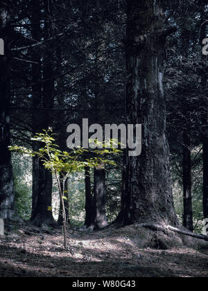 After a forest fire a new tree begins to grow in Wales UK.  Life will prevail concept Stock Photo