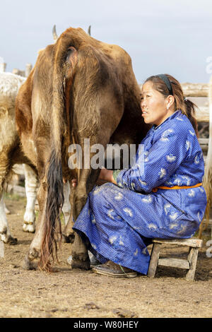 A Mongolian woman milking a yak Stock Photo - Alamy
