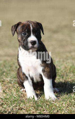 Beautiful little Stafford puppy sitting alone in the grass Stock Photo