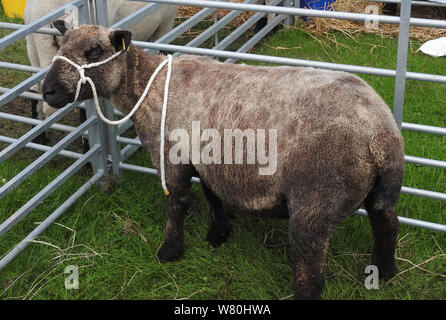 Wigtown horticultural and poultry show 2019 - Ryeland sheep breed Stock Photo