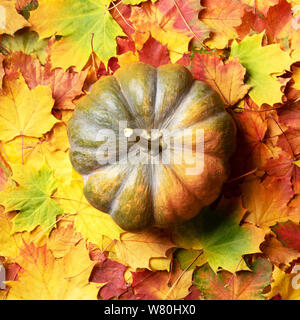 Big pumpkin on colorful fallen leaves background. Top view. Flat lay. Copy space for advertising. Sunny day, warm weather. Gold cozy autumn, Thanksgiv Stock Photo