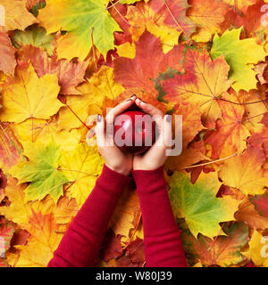Thanksgiving day concept. Female hands holding pumpkin on colorful fallen leaves background. Top view. Flat lay. Copy space for advertising. Sunny day Stock Photo