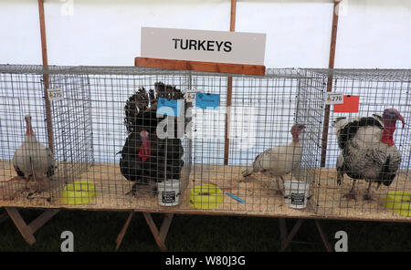 Wigtown horticultural and poultry show 2019 Turkey section Stock Photo