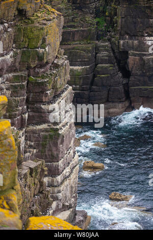 A close up of sea cliffs on the Isle of Handa off the West Coast of Scotland Stock Photo