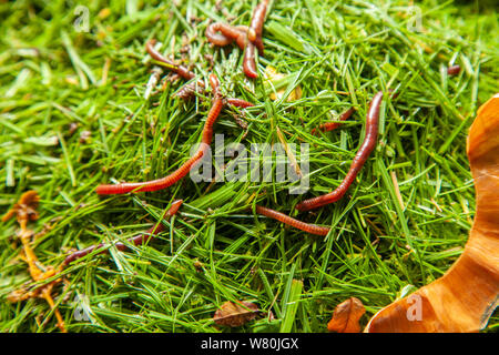 Earthworms on the surface of fresh grass cutting in a compost bin Stock Photo