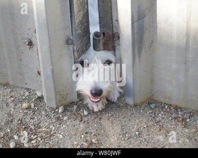 a small cute white dog looks out from under the fence Stock Photo