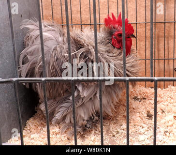 Wigtown horticultural and poultry show 2019 - Frizzle breed Stock Photo