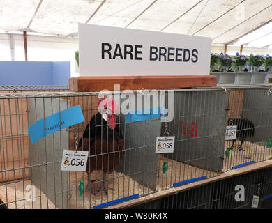 Wigtown horticultural and poultry show 2019 - Rare Breeds section  -Vorwerk poultry Stock Photo