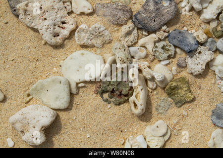 Advertising,Travel, Vacation and Holiday Concept - Broken pieces of sea corals on the beach Stock Photo