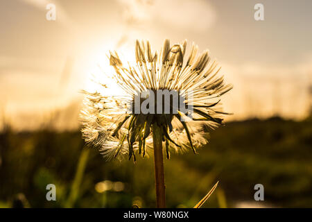 A lone dandelion in front of a low sun being back lit Stock Photo
