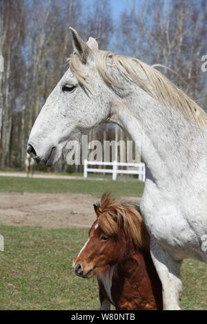 Shetland Pony Skewbald stallion standing pasture Shetlands Unst Stock ...