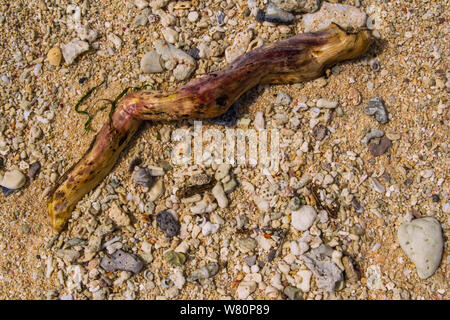 Driftwood on the coral beach Stock Photo