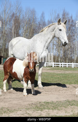 Shetland Pony Skewbald stallion standing pasture Shetlands Unst Stock ...