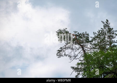 A pine tree with a curved trunk grows on the edge of a cliff. Cloudy sky. Copy space background.