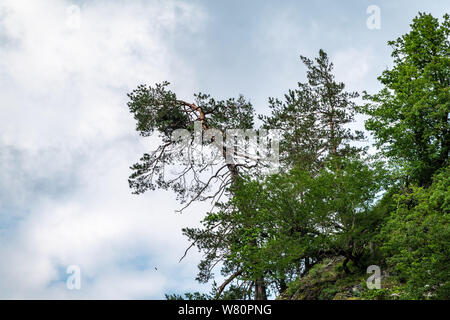 A pine tree with a curved trunk grows on the edge of a cliff. Cloudy sky. Copy space background.