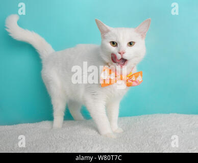 Cute Young White Cat Wearing Orange Pink and White Geometric Bow Tie Costume Portrait Standing with Tongue Out Blue and White Background Stock Photo