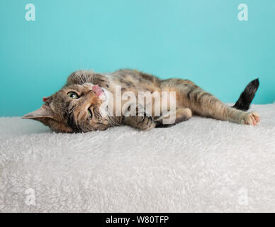 Cute Young Calico Tabby Cat Wearing Pink White Flower Bow Tie Costume Portrait Lying Down Rolling over with Tongue Out Blue and White Background Stock Photo