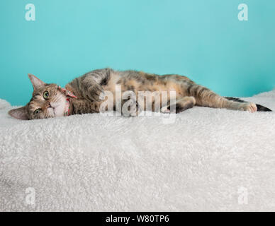 Cute Young Calico Tabby Cat Wearing Pink White Flower Bow Tie Costume Portrait Lying Down Looking at Camera Blue and White Background Stock Photo
