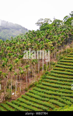 Vertical picture of moody landscape with terraced tea plantations surrounded by tropical forest and palm trees. Photographed in Taiwan, Asia. Misty landscapes. Fog, foggy. Stock Photo