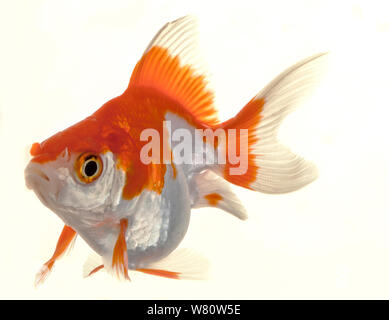 Isolated Approaching Goldfish swimming towards camera, close-up on white Stock Photo