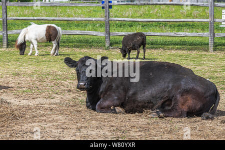 A black cow is laying on the ground Stock Photo