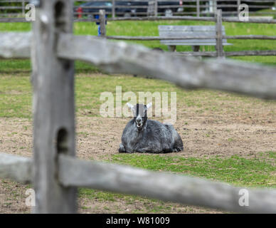 A sitting goat view through a fence is ruminating Stock Photo - Alamy