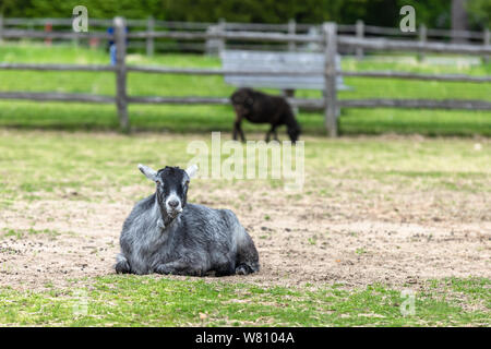 A sitting goat is ruminating Stock Photo - Alamy