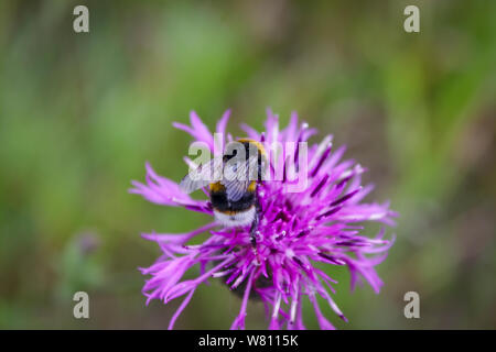 A large shaggy bumblebee collects nectar from a burdock flower. Close-up. Stock Photo