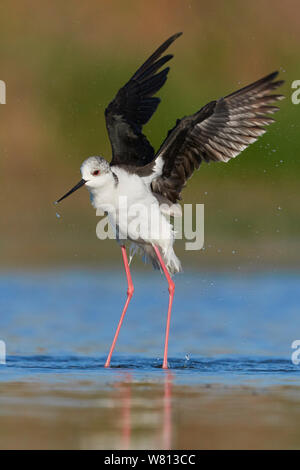 Black-winged Stilt (Himantopus himantopus), adult taking off from the water Stock Photo