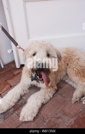 Vertical shot of a Goldendoodle type of dog on a leash laying on the ground Stock Photo