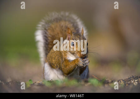 Eastern Grey Squirrel with nut, Sterling Heights, Michigan Stock Photo