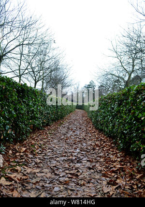 Autumn floor with golden, brown leaves on the path, Suffolk, United Kingdom Stock Photo