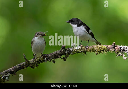 Male and Female Pied flycatchers-Ficedula hypoleuca feed young. Stock Photo