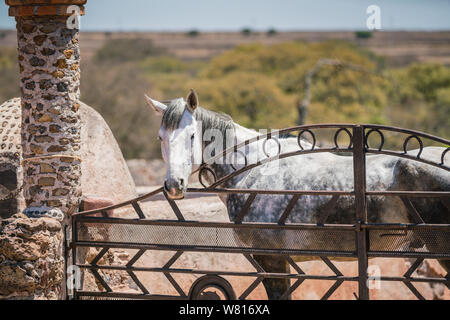 grey horse in a paddock at a working ranch peering over the iron gate decorated with horseshoes Stock Photo