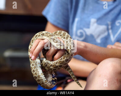 Western hognose snake, Heterodon nasicus, held on the hand of a volunteer at the South Texas Botanical Gardens & Nature Center. Corpus Christi, Texas. Stock Photo