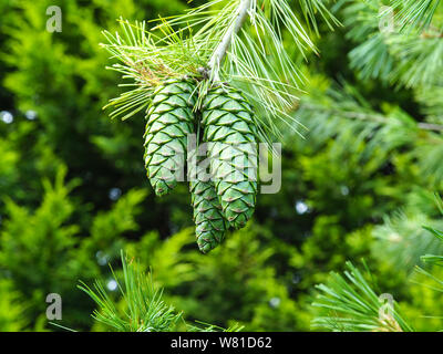 Impressive large green pine cones hanging on a tree branch Stock Photo