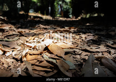 Rome Italy. A ray of sunshine hits the many leaves piled in a park driveway. Stock Photo